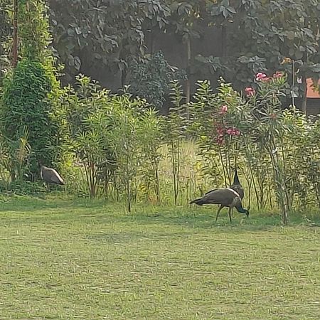 Nature Homestay バラナシ エクステリア 写真