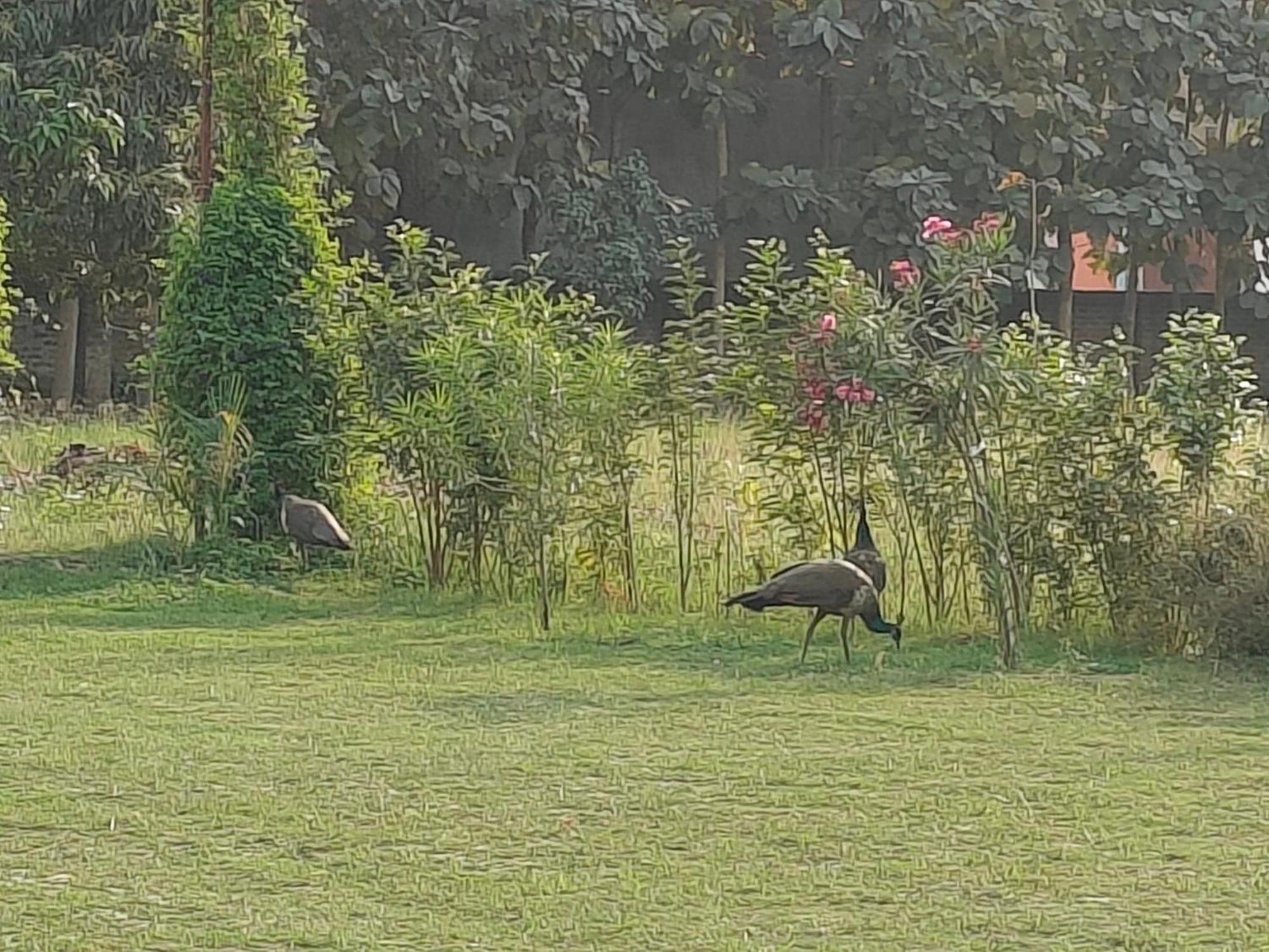 Nature Homestay バラナシ エクステリア 写真